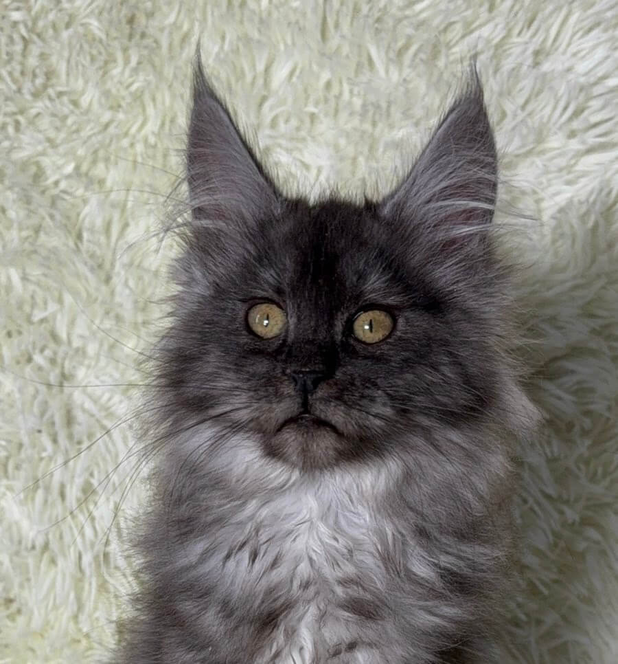 Inessa Maine Coon  Female (Available) $3100