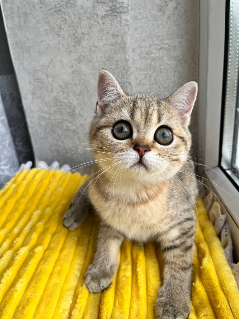 Billy Scottish Straight  Female (Available) $2800