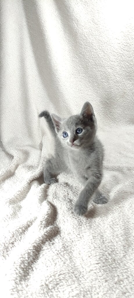 Colin Russian Blue Male (Available) $3000