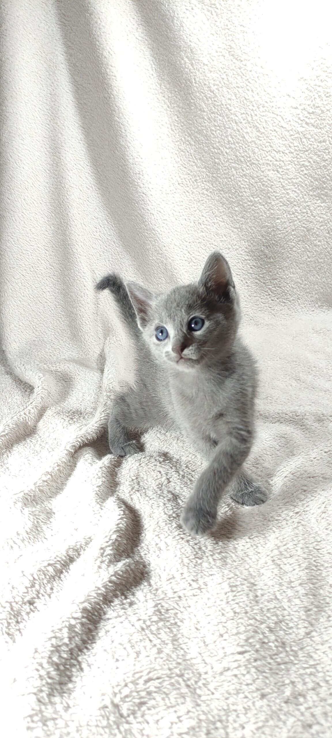 Colin Russian Blue Male (Available) $3000