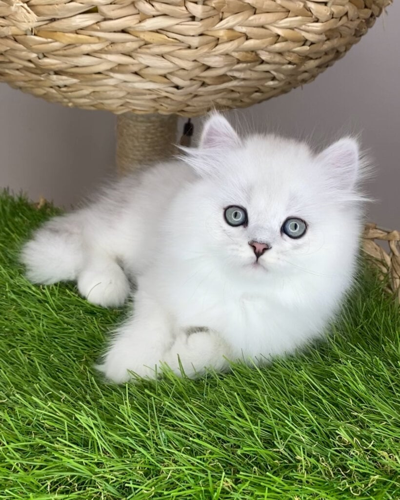 Vincent British Longhair Male (Available) $2800