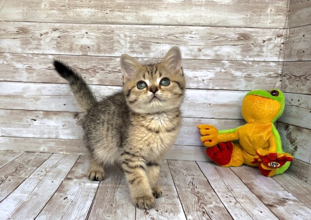 King British Shorthair Male (Available) $2450