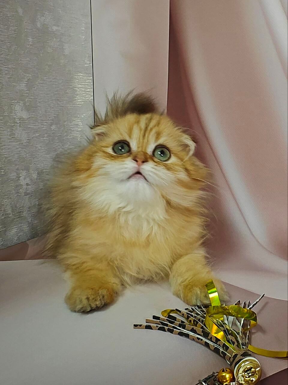 Kasper Scottish Fold  Male (Available) $2600