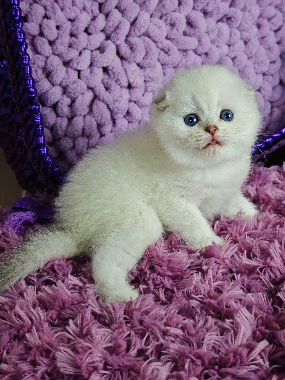 Platon Scottish Fold  Male (Available) $2800