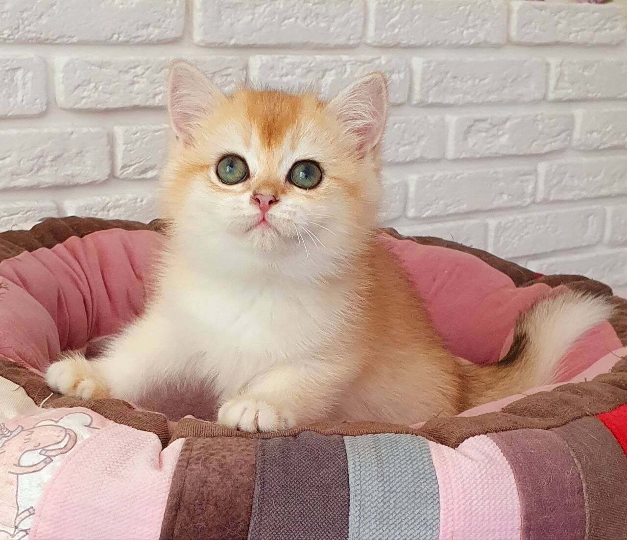Lyusi British Shorthair  Female (Available) $2800