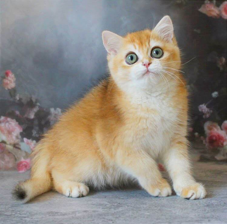 Patrik  British Shorthair  Male (Available) $2950