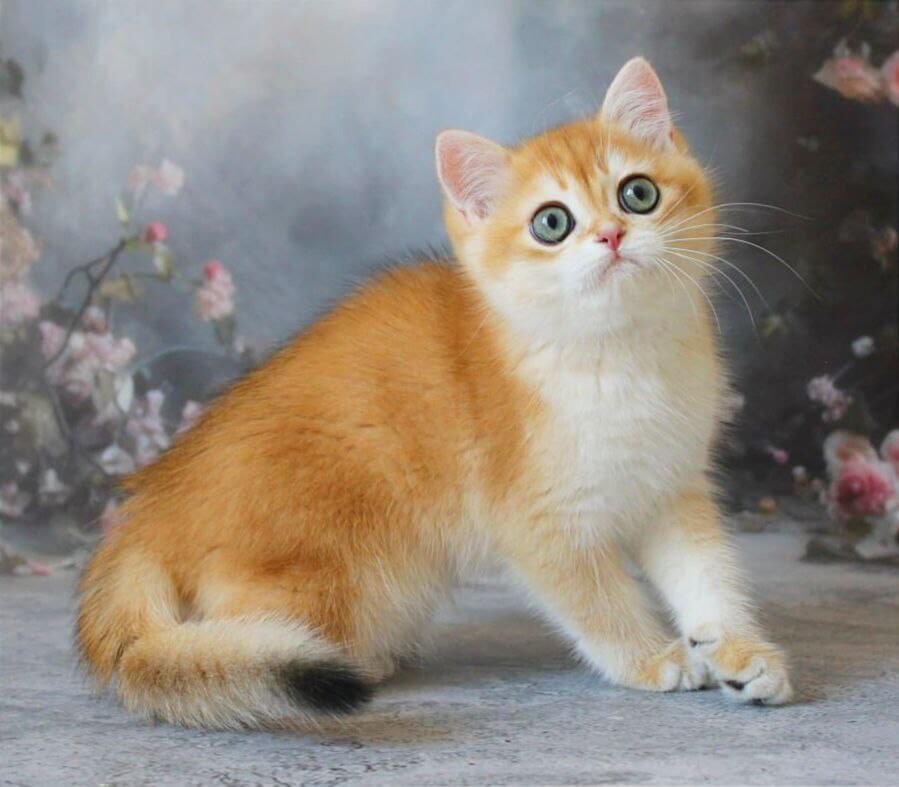Piknik British Shorthair Male (Available) $3050