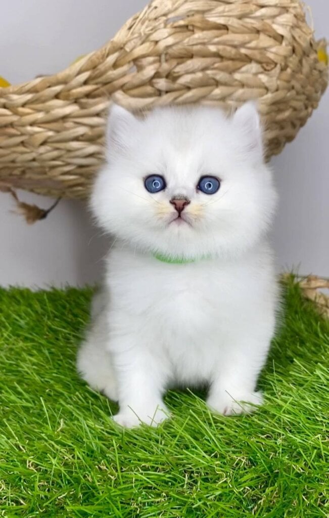 Versace British Longhair  Male (Available) $2900