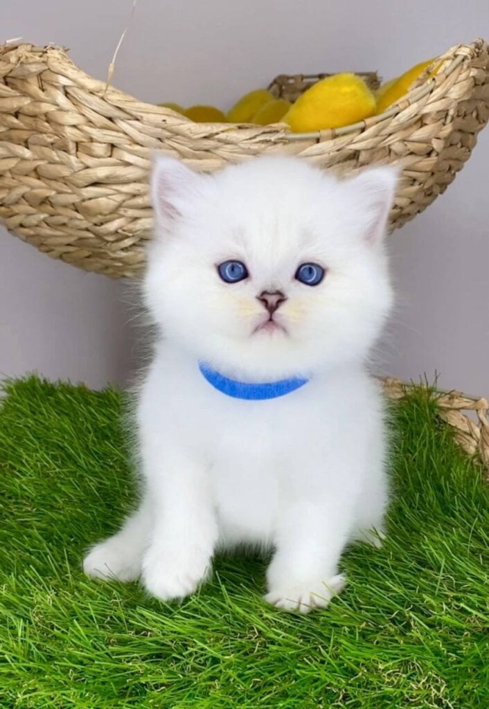 Valentino British Longhair  Male (Available) $2900