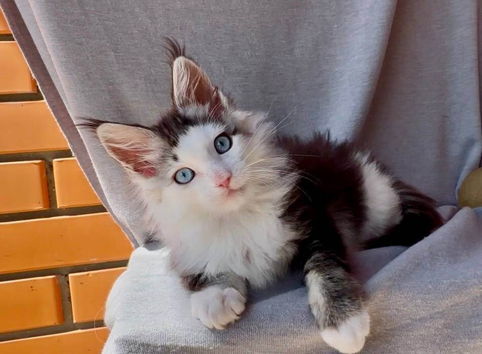 Sender Maine Coon Male (Available) $3900