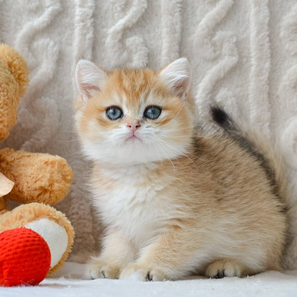 Bruno British Shorthair Male (Available) $2600