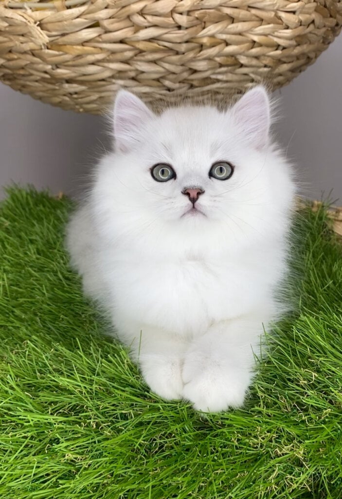 Vito British Longhair Male (Available) $2800
