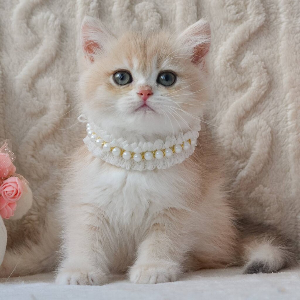 Belina  British Shorthair  Female (Available) $2800