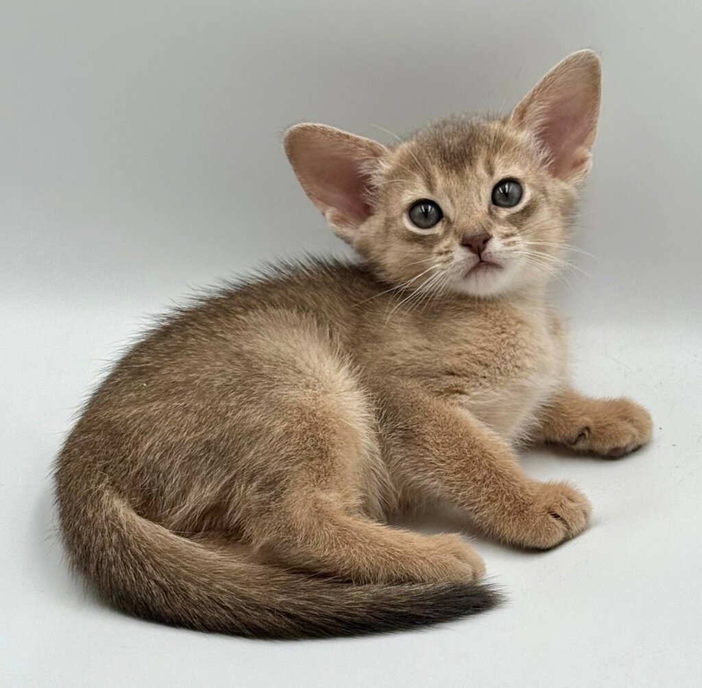 Eshka Abyssinian Female (Available) $3000