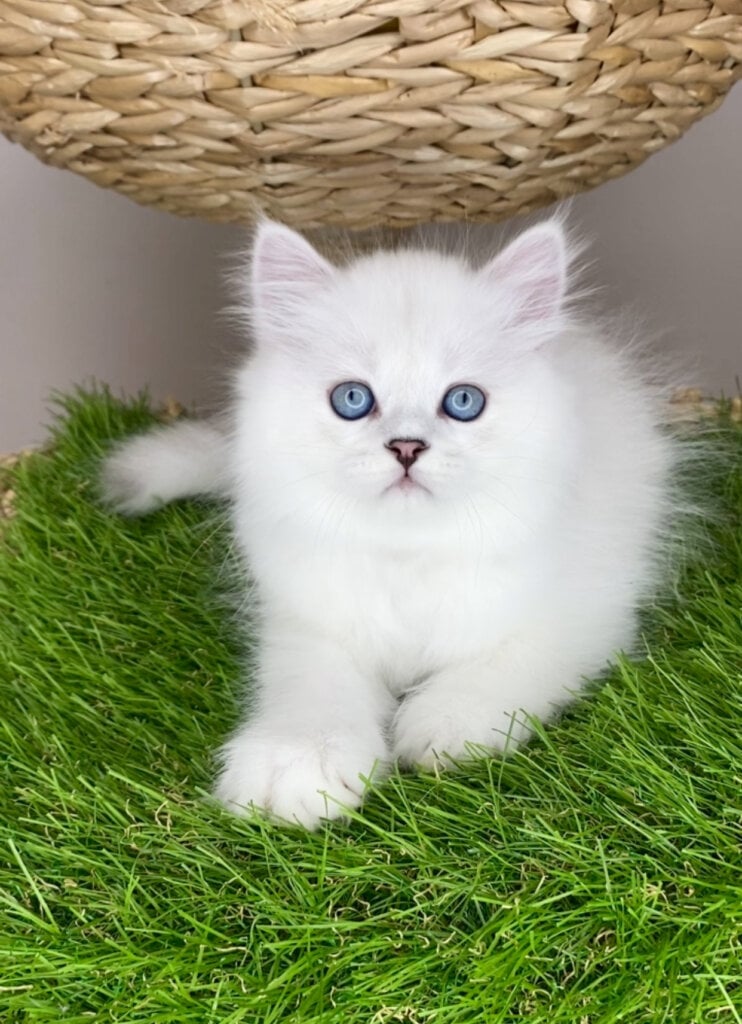 Valentino British Longhair  Male (Available) $2800