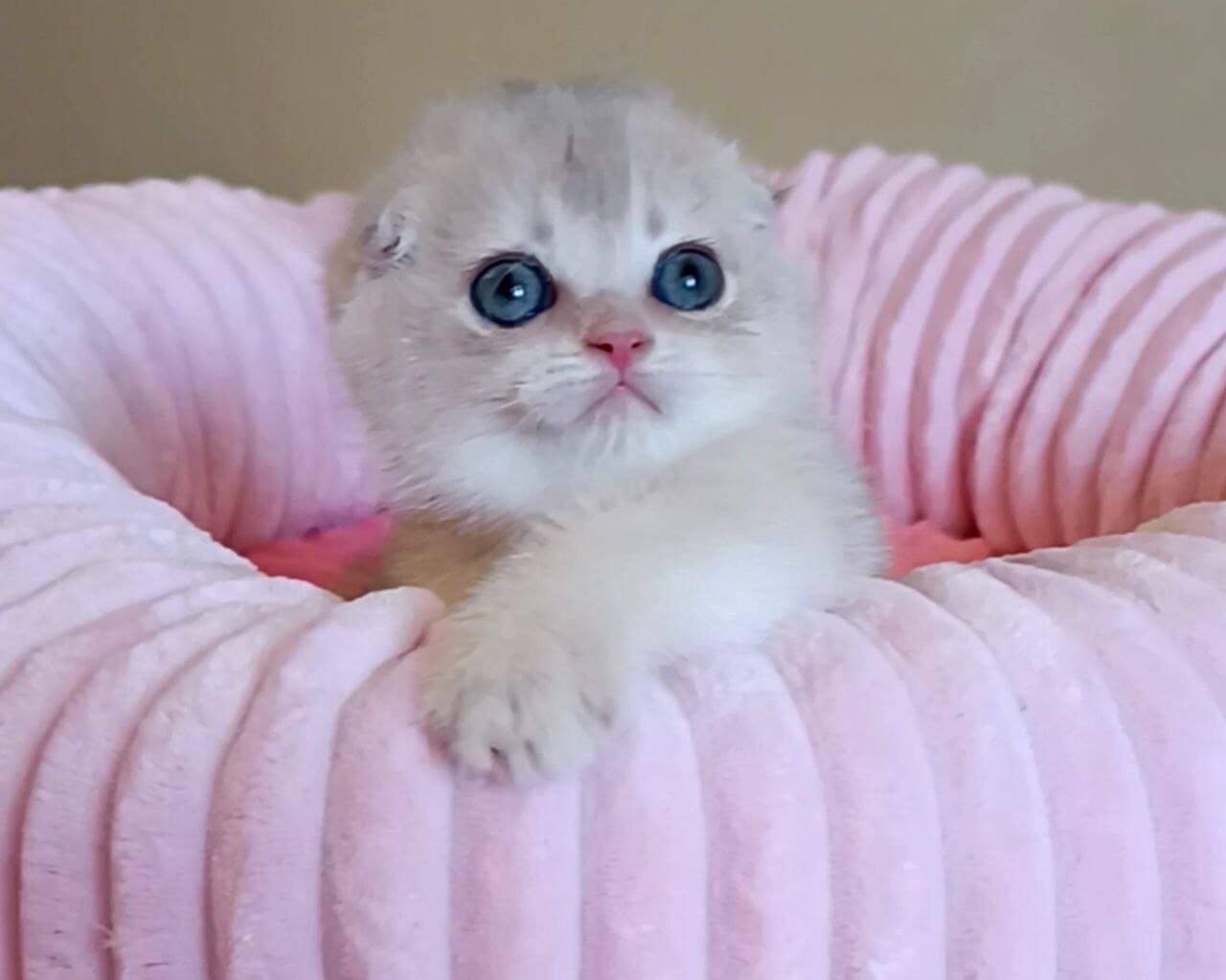 W-Angel Scottish Fold Female (Available) $3000