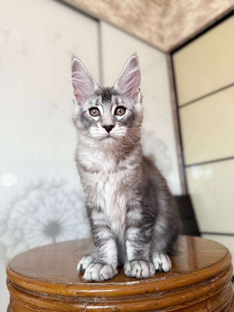 Malibu Maine Coon Male (Available) $3200