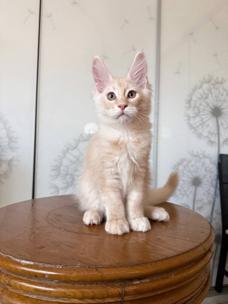 Mail Maine Coon Male (Available) $3200
