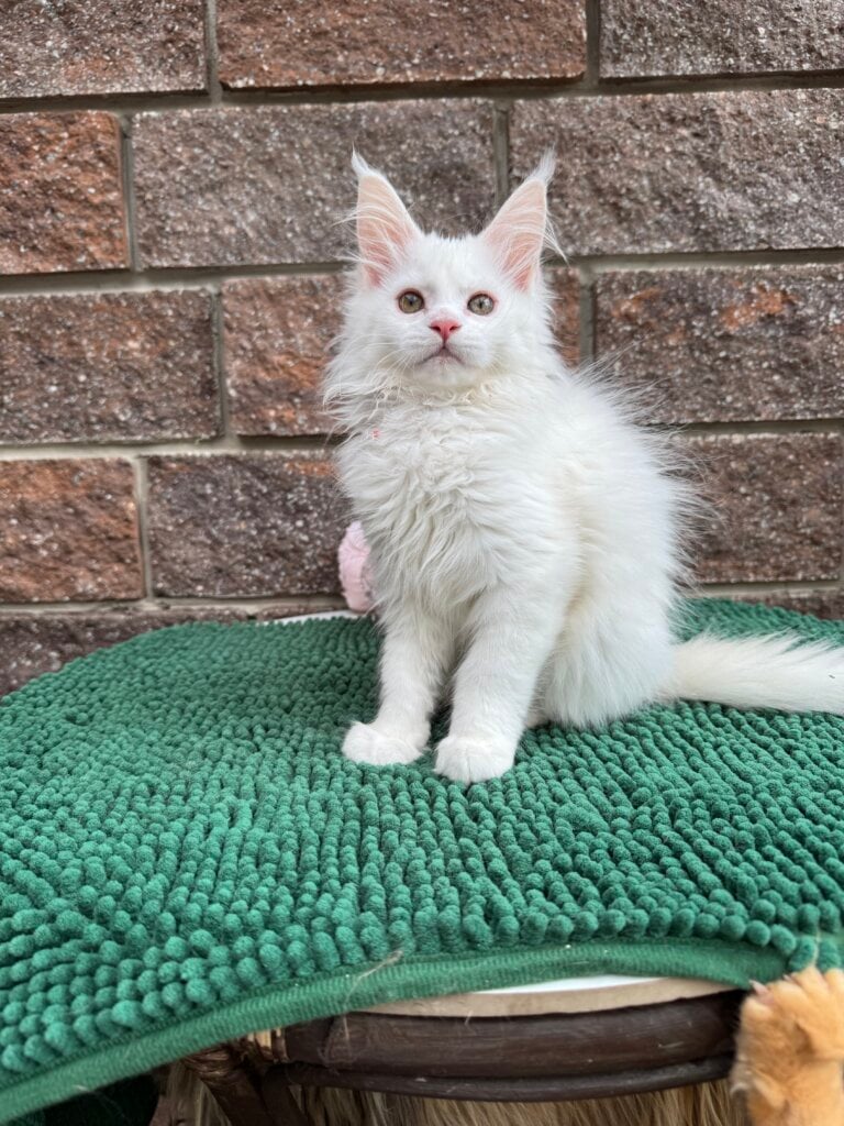 Jesy Maine Coon Female (Available) $2800