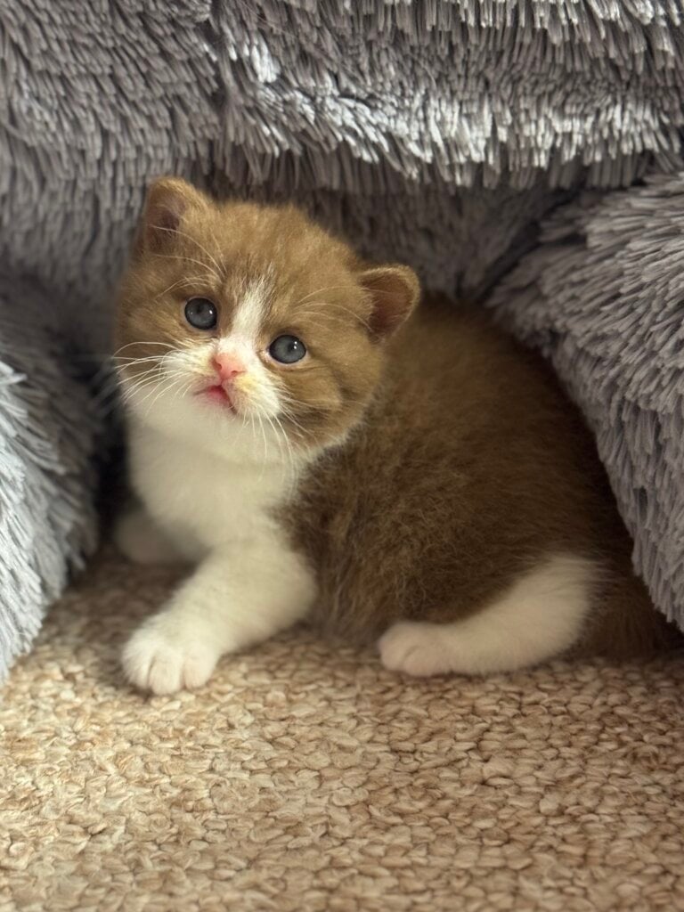 Samantha British Shorthair Female (Available) $3400