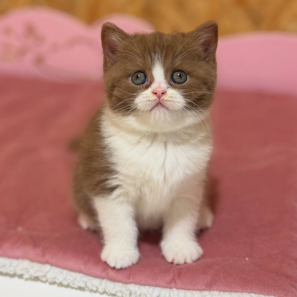 Samantha British Shorthair Female (Available) $3200