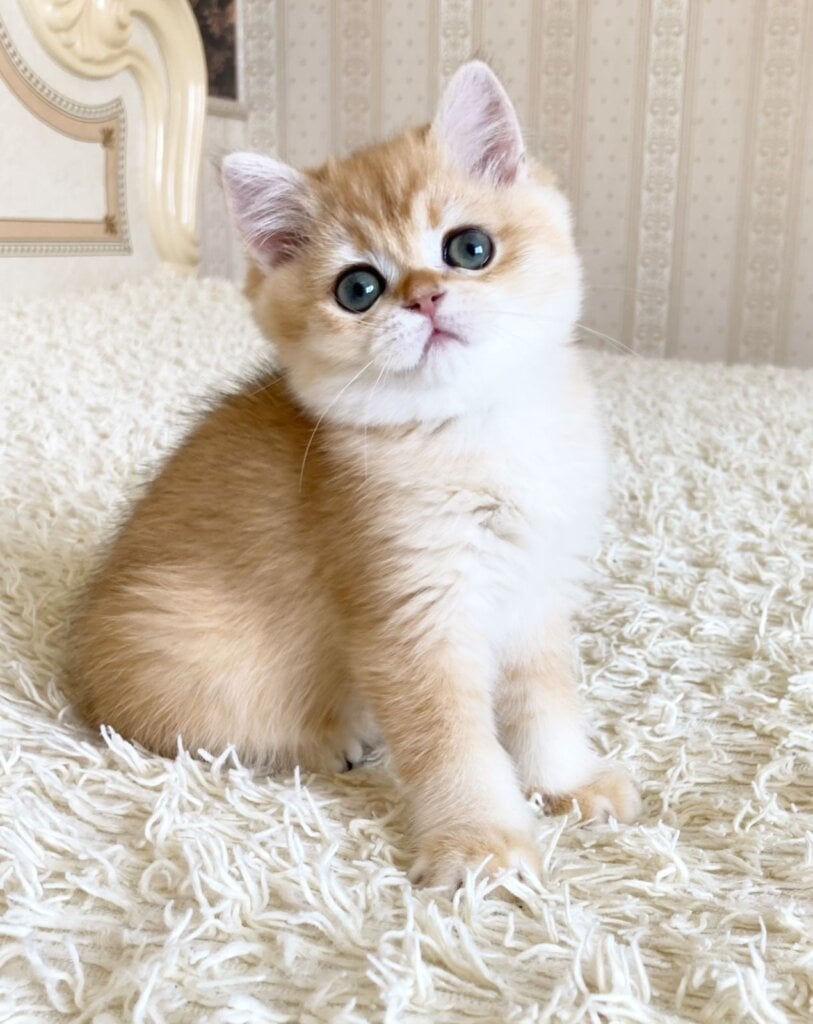 Uinston british shorthair Male $2650