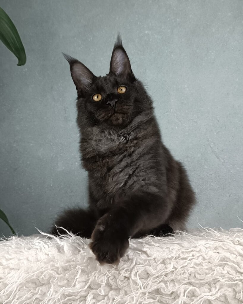 X’Key Maine coon Male (Available) $3100