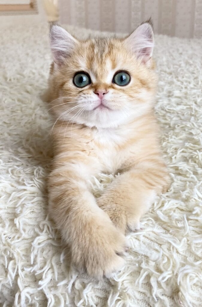 Ulan British shorthair Male (Available) $2550