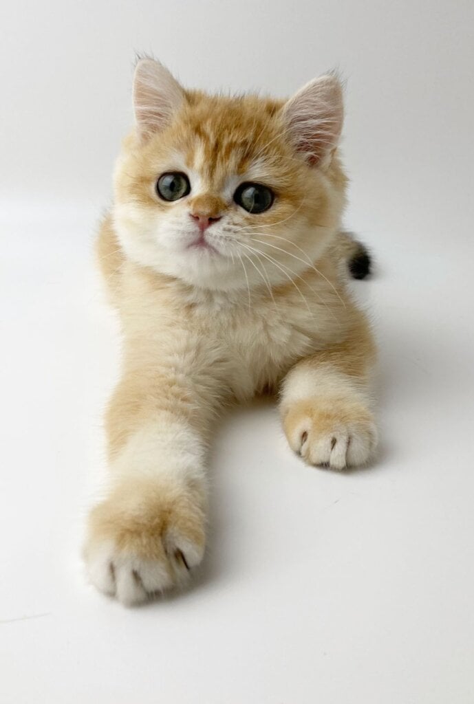 Ulan British shorthair Male $2550