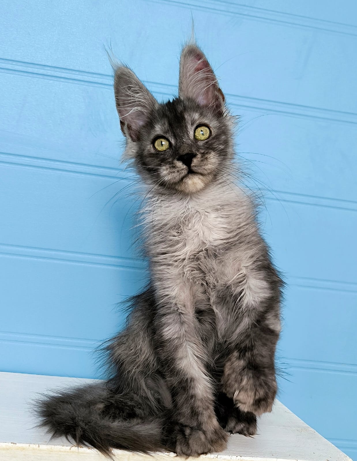 Whiskey Maine Coon POLY Male (Available) $3550