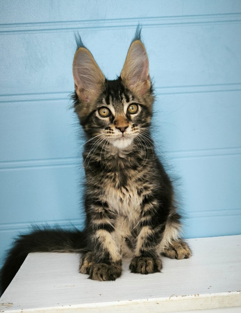 Wiking Maine Coon Male (Available) $3100