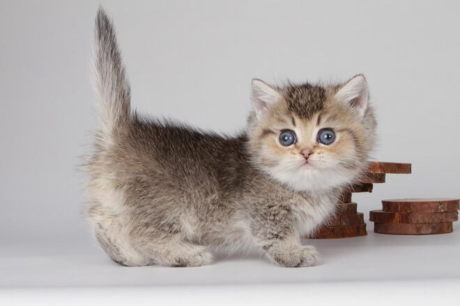 Wicket Munchkin Male (Available) $3650