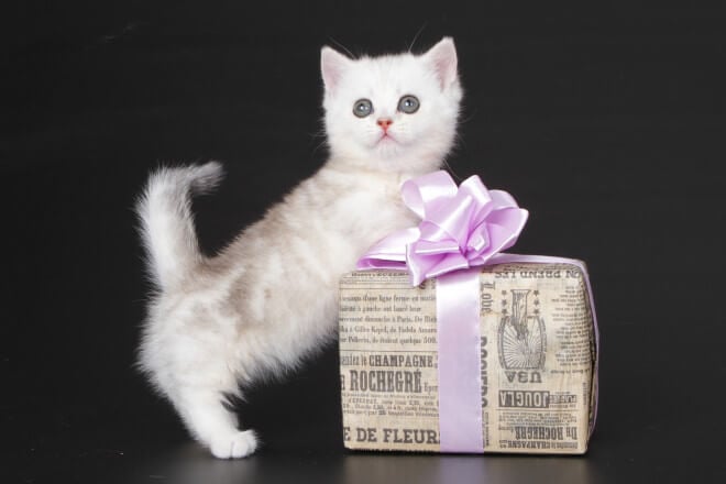 Varron Munchkin Male (Available) $3600