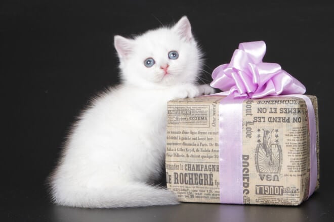 Vanilla Munchkin Female (Available) $4150