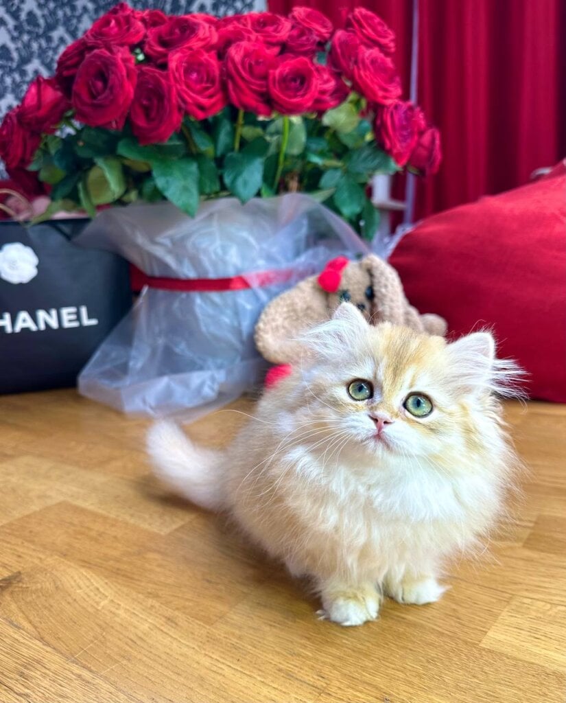 Josephine British Longhair Female (Available) $3000