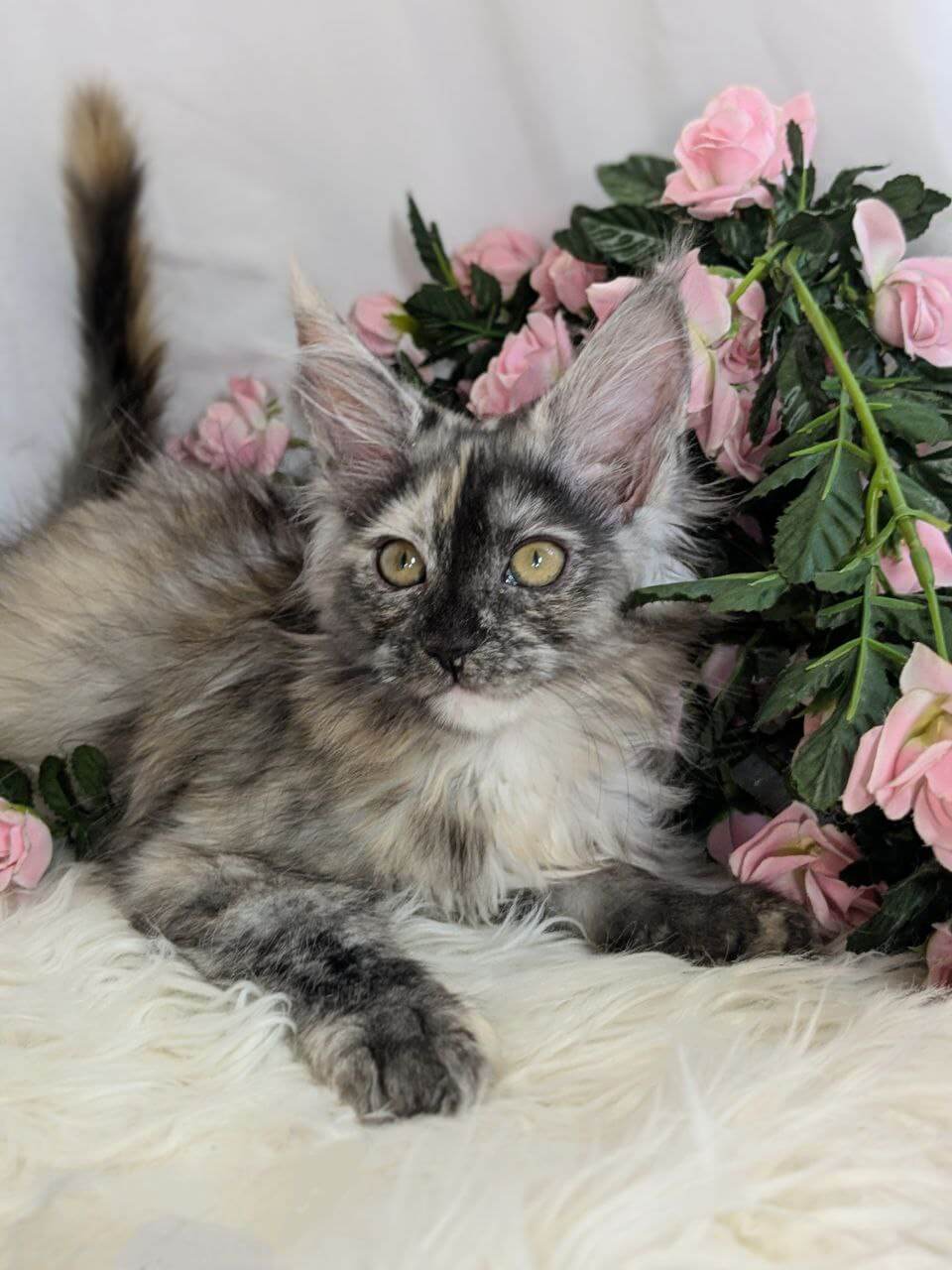 Nаomi Maine Coon Female (Available) $2850