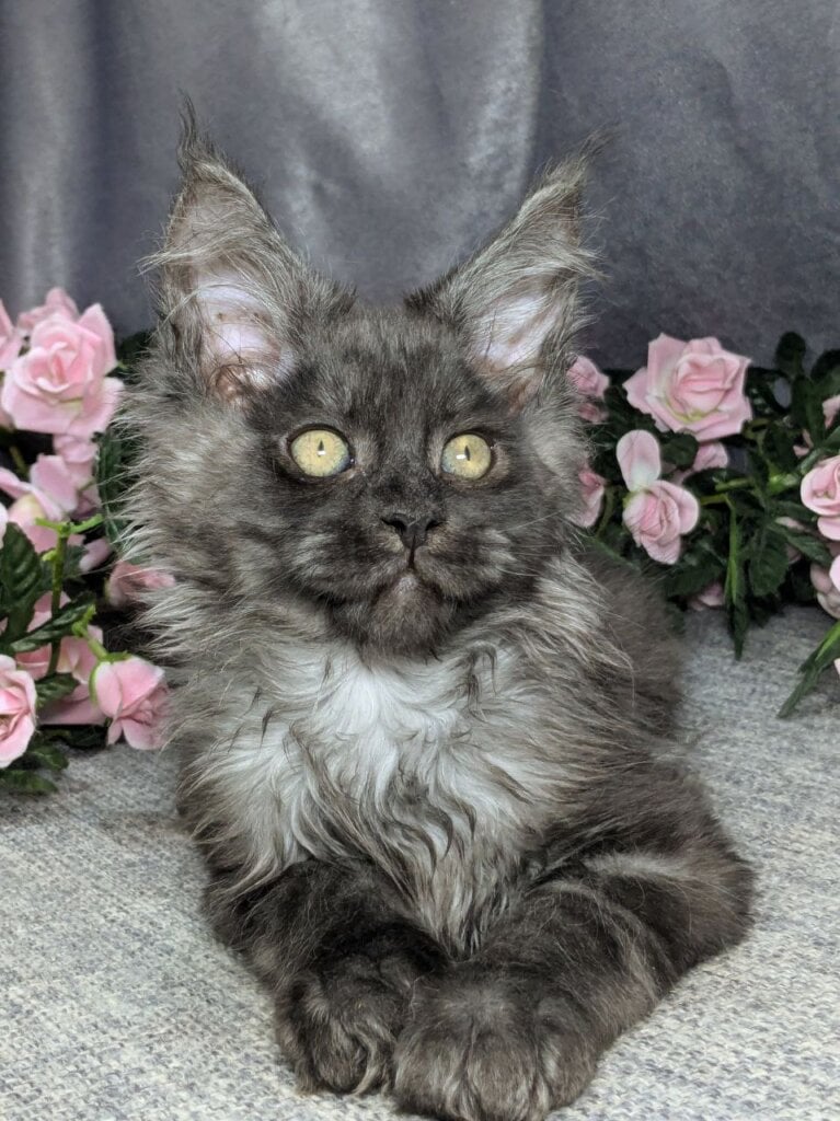 Neo Maine Coon Male (Available) $3500