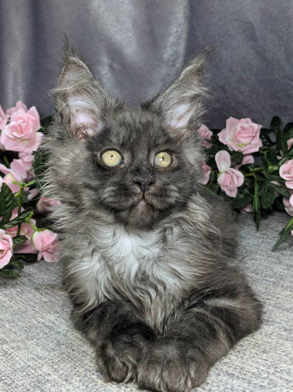 Neo Maine Coon Male (Available) $3500