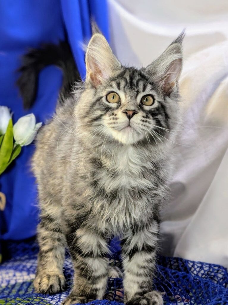 Nicolas Maine Coon Male (Available) $3000