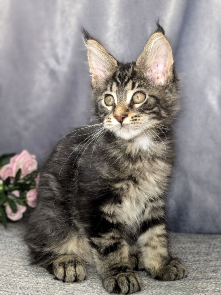 Оcean Maine Coon Male (Available) $2950