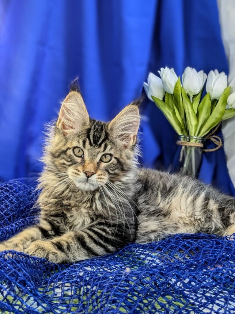 Odin Maine Coon Male (Available) $2950