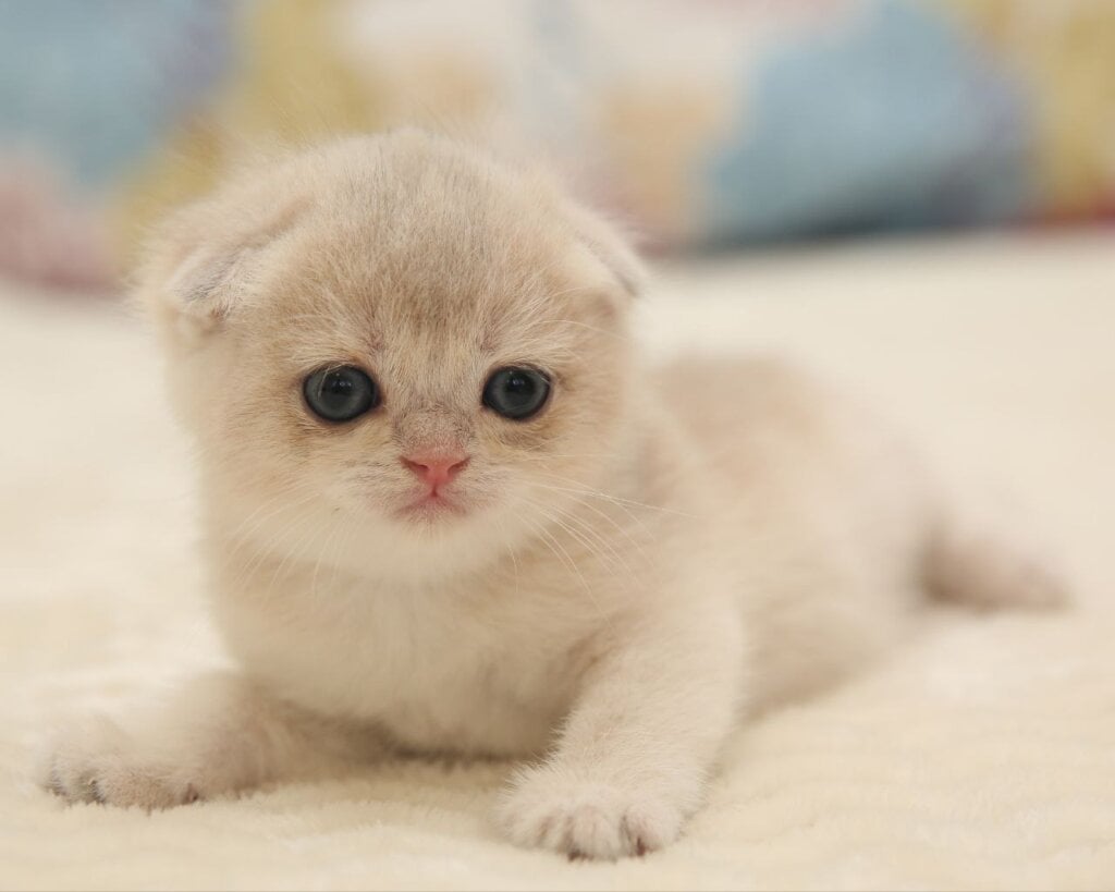 W-Angel Scottish Fold Female (Available) $3000