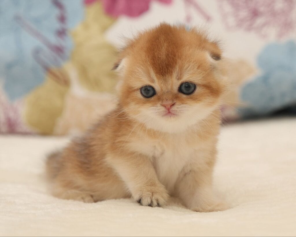 Whitney Scottish Fold  Female (Available) $2800