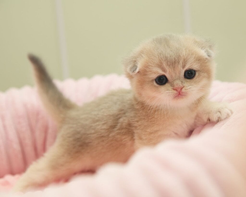 Wilson Scottish Fold Male (Available) $2800
