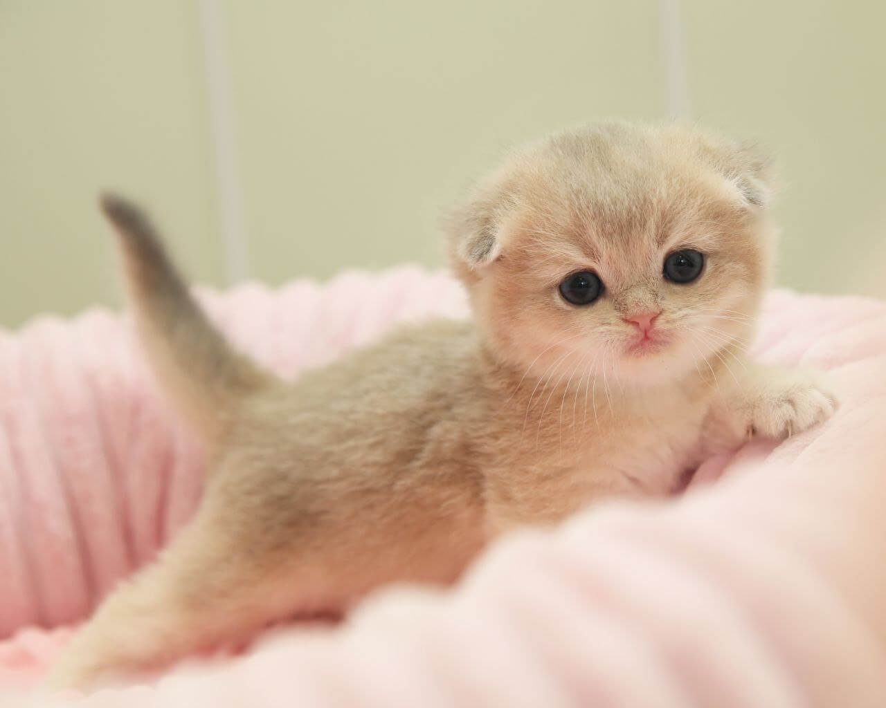 Wilson Scottish Fold Male (Available) $2800