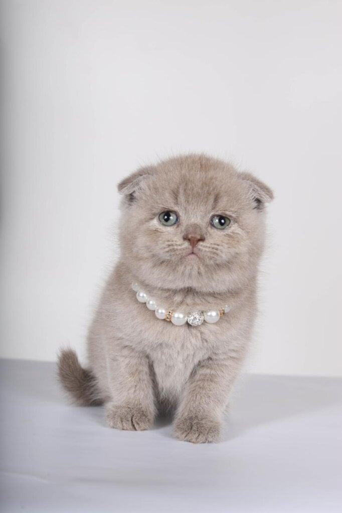 Stepan Scottish Fold Male (Available) $2500