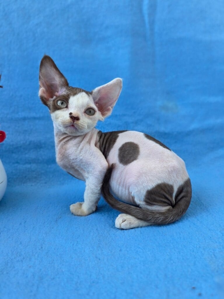 Ximena Devon Rex Female (Available) $3100