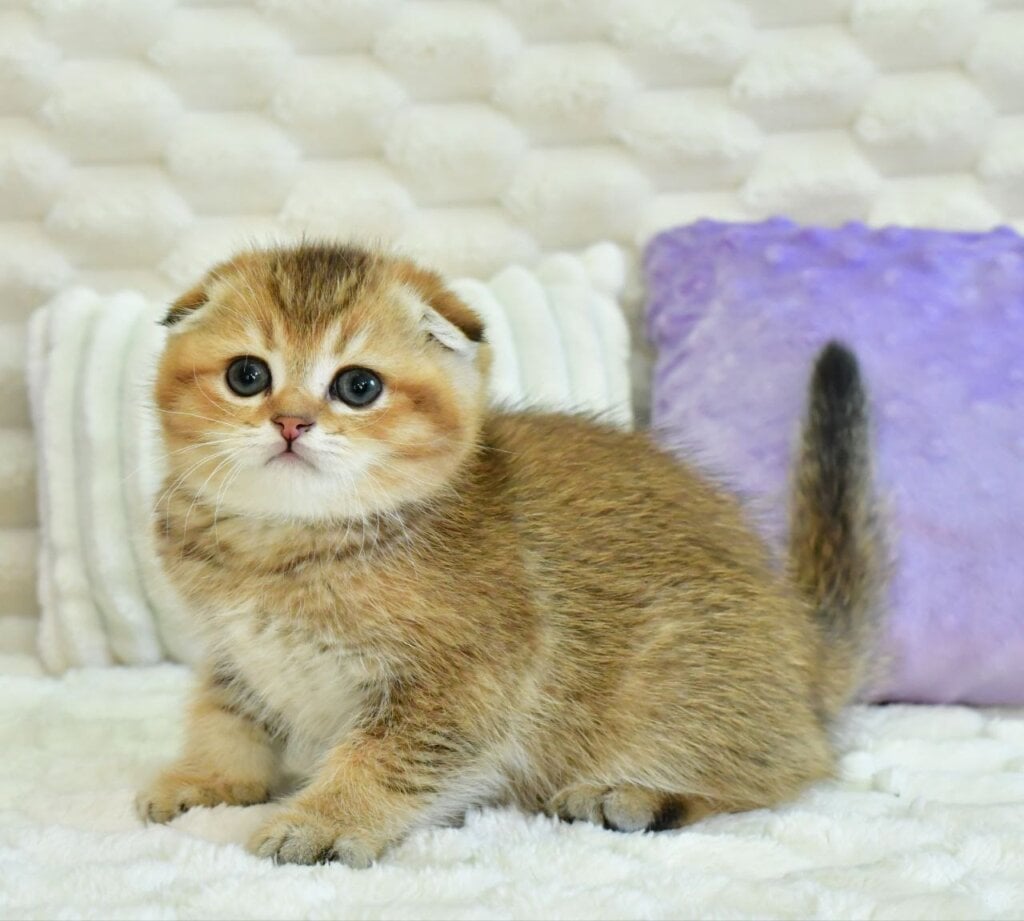 Umka Scottish Fold Male (Available) $2850
