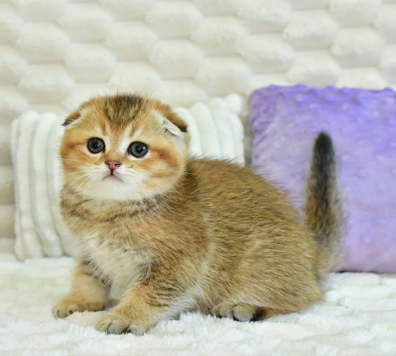 Umka Scottish Fold Male (Available) $2850