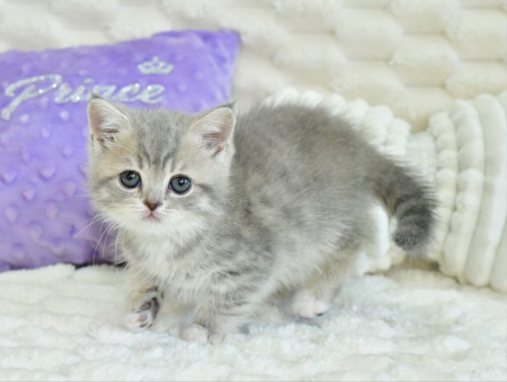 Ulika Scottish Straight Female (Available) $2650